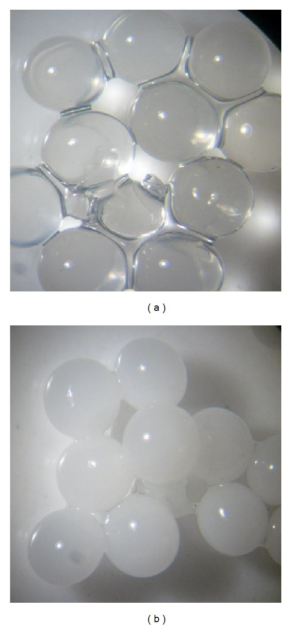 Immobilization of a Plant Lipase from Pachira aquatica in Alginate and Alginate/PVA Beads.