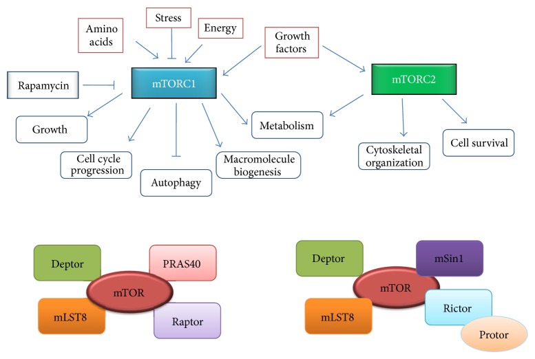 mTOR Signaling in Protein Translation Regulation: Implications in Cancer Genesis and Therapeutic Interventions.