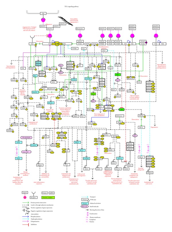 Signaling Network Map of Endothelial TEK Tyrosine Kinase.