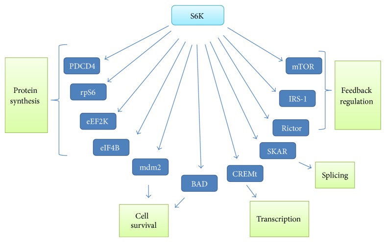 mTOR Signaling in Protein Translation Regulation: Implications in Cancer Genesis and Therapeutic Interventions.