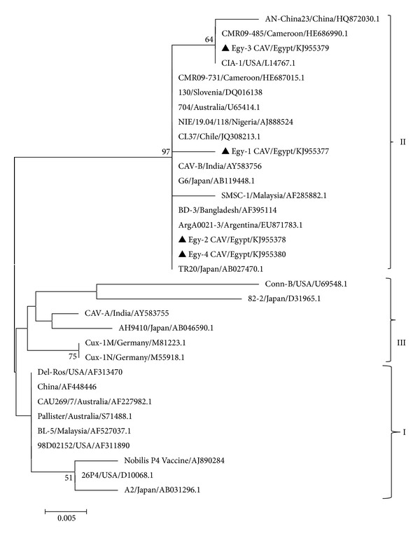 Molecular characterization of chicken anemia virus circulating in chicken flocks in egypt.