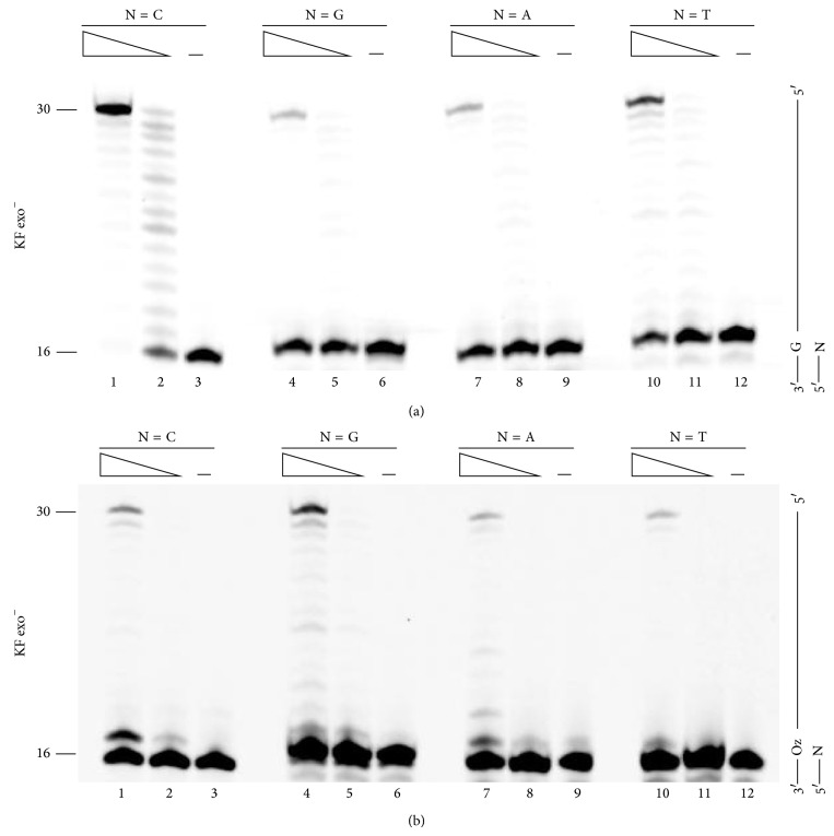 Effects of stability of base pairs containing an oxazolone on DNA elongation.