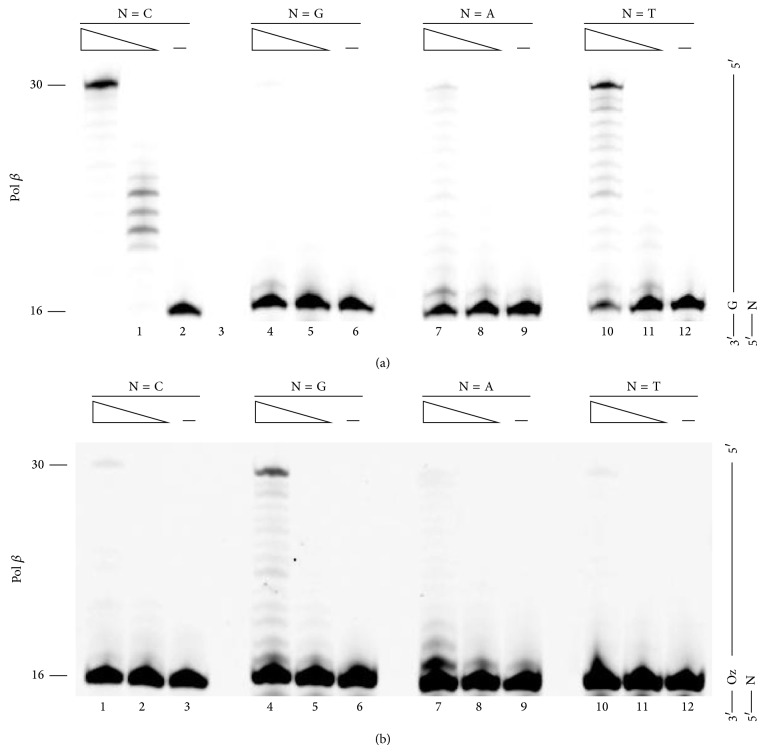 Effects of stability of base pairs containing an oxazolone on DNA elongation.