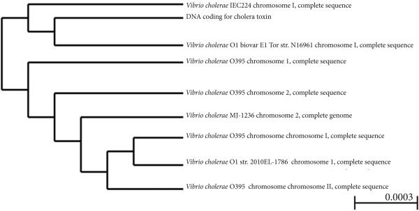 Comparative genome analysis of non-toxigenic non-O1 versus toxigenic O1 <i>Vibrio cholerae.</i>