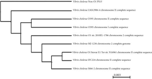 Comparative genome analysis of non-toxigenic non-O1 versus toxigenic O1 <i>Vibrio cholerae.</i>