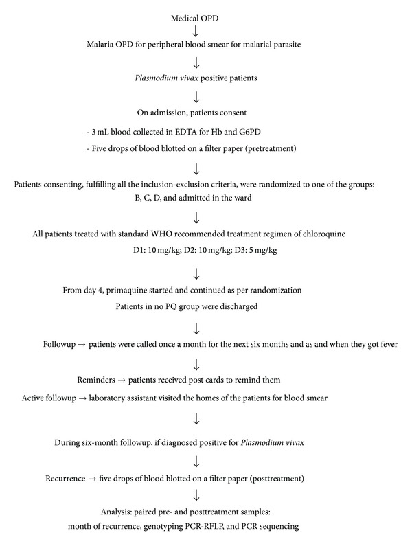 Antirelapse Efficacy of Various Primaquine Regimens for Plasmodium vivax.