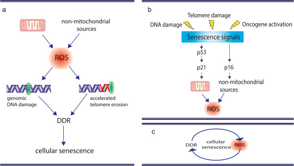 Telomeres, oxidative stress and inflammatory factors: partners in cellular senescence?