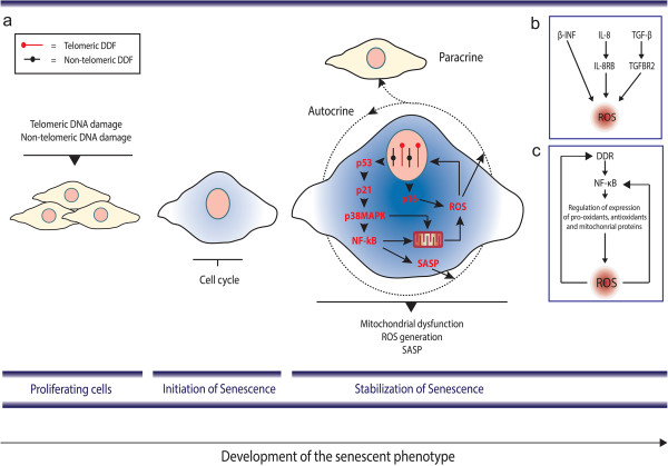 Telomeres, oxidative stress and inflammatory factors: partners in cellular senescence?