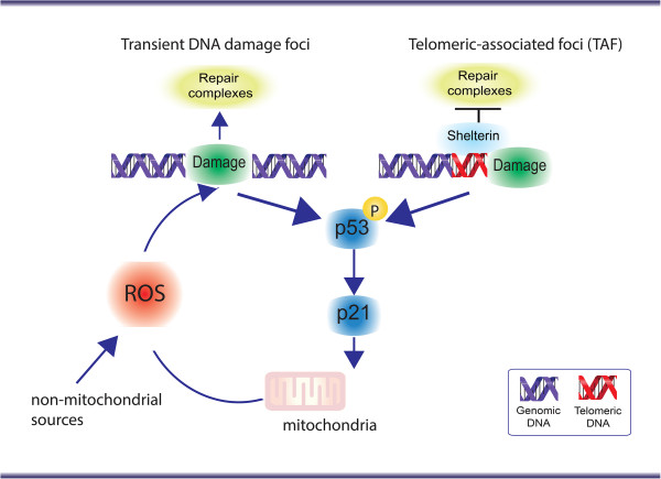 Telomeres, oxidative stress and inflammatory factors: partners in cellular senescence?