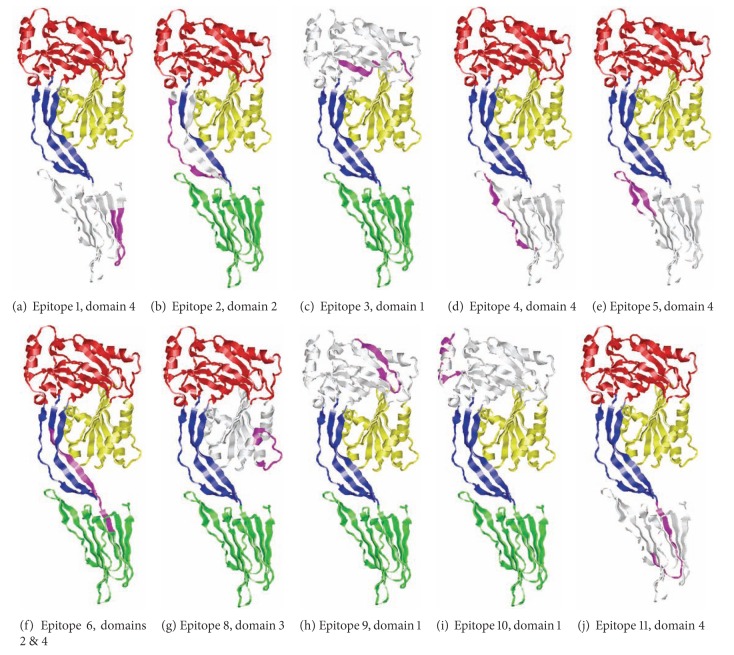 Prediction of B-Cell Epitopes in Listeriolysin O, a Cholesterol Dependent Cytolysin Secreted by Listeria monocytogenes.