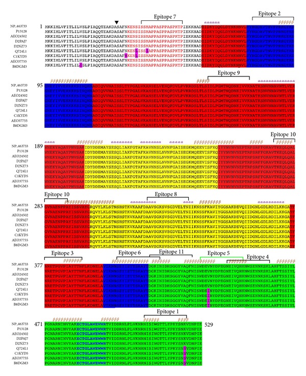 Prediction of B-Cell Epitopes in Listeriolysin O, a Cholesterol Dependent Cytolysin Secreted by Listeria monocytogenes.