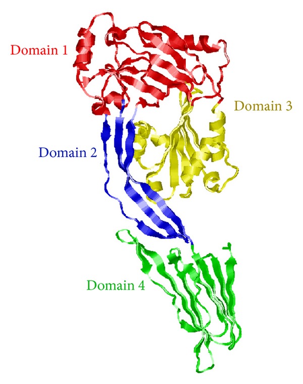 Prediction of B-Cell Epitopes in Listeriolysin O, a Cholesterol Dependent Cytolysin Secreted by Listeria monocytogenes.