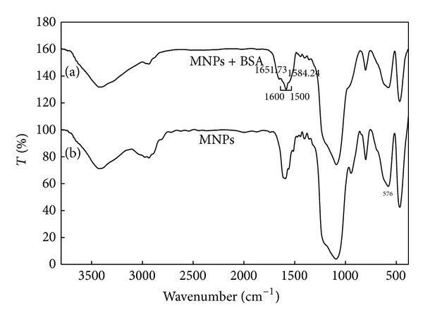 Characterization of modified magnetite nanoparticles for albumin immobilization.