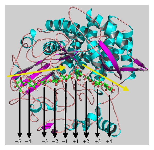 Molecular Dynamics and Metadynamics Simulations of the Cellulase Cel48F.