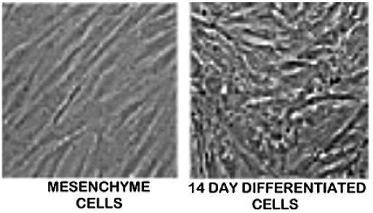 Evidence that Osteoblasts are Specialized Citrate-producing Cells that Provide the Citrate for Incorporation into the Structure of Bone.