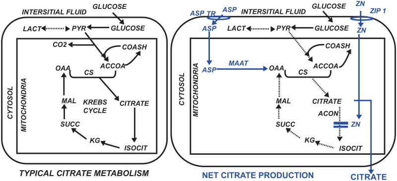 Evidence that Osteoblasts are Specialized Citrate-producing Cells that Provide the Citrate for Incorporation into the Structure of Bone.
