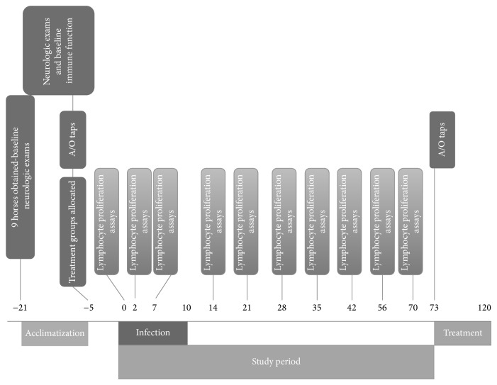 Effects of Experimental Sarcocystis neurona-Induced Infection on Immunity in an Equine Model.