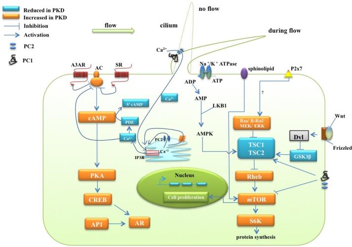 The Roles of Primary cilia in Polycystic Kidney Disease.