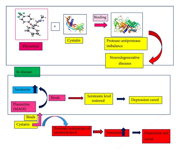 Antidepressant Fluoxetine Modulates the In Vitro Inhibitory Activity of Buffalo Brain Cystatin: A Thermodynamic Study Using UV and Fluorescence Techniques.