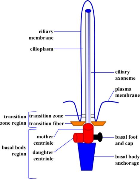 The Roles of Primary cilia in Polycystic Kidney Disease.