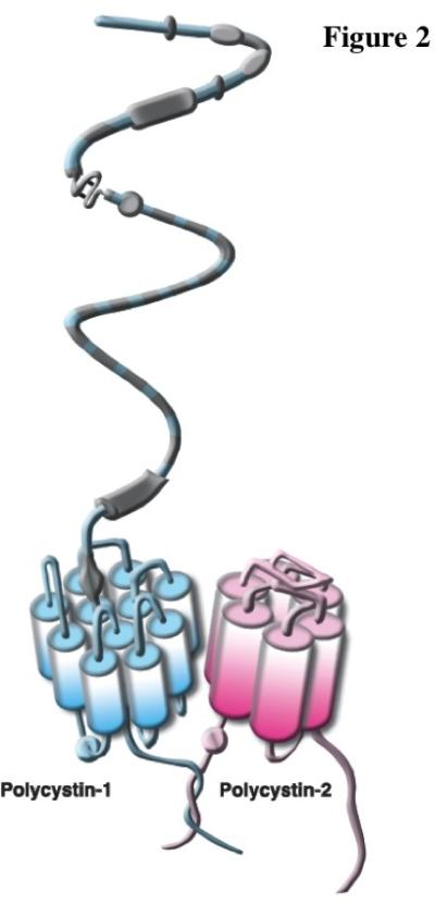 The Roles of Primary cilia in Polycystic Kidney Disease.