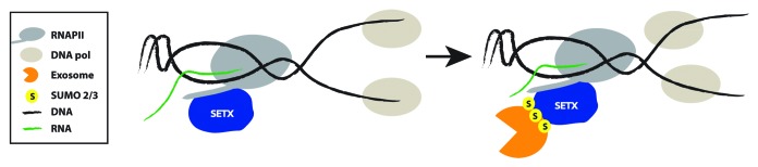 SETX sumoylation: A link between DNA damage and RNA surveillance disrupted in AOA2.