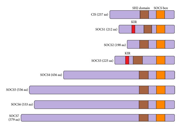 The role of suppressors of cytokine signalling in human neoplasms.