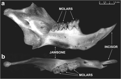 High efficiency protocol of DNA extraction from <i>Micromys minutus</i> mandibles from owl pellets: a tool for molecular research of cryptic mammal species.