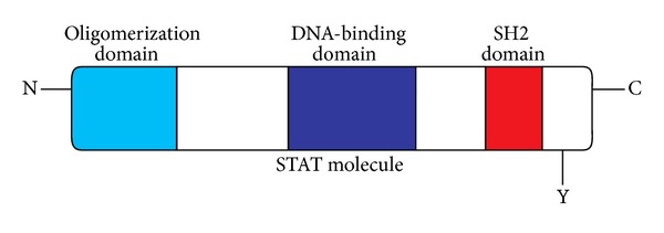 The role of suppressors of cytokine signalling in human neoplasms.