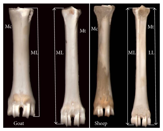 Comparison of Two Methods for the Measurement of Medial and Lateral Metapodial Bones in Karagouniko Sheep (Ovis aries, L. 1758) and Hellenic Goat (Capra hircus, L. 1758).