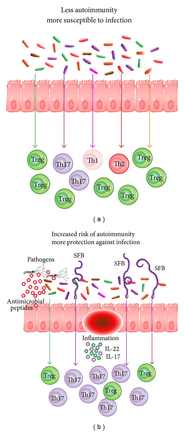 Autoimmunity and the gut.