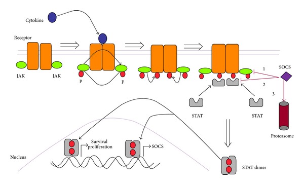 The role of suppressors of cytokine signalling in human neoplasms.