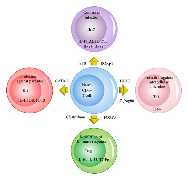 Autoimmunity and the gut.