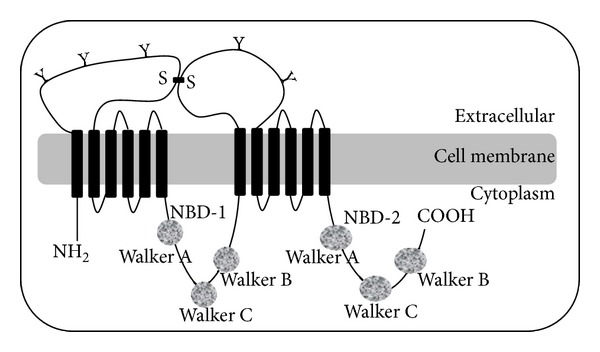 A Comprehensive In Silico Analysis of the Functional and Structural Impact of Nonsynonymous SNPs in the ABCA1 Transporter Gene.