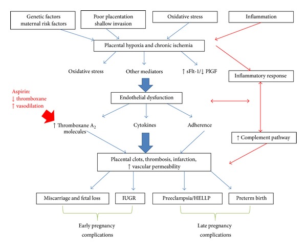 Aspirin for prevention of preeclampsia in lupus pregnancy.