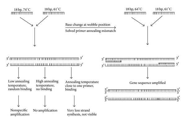 Primer Based Approach for PCR Amplification of High GC Content Gene: Mycobacterium Gene as a Model.