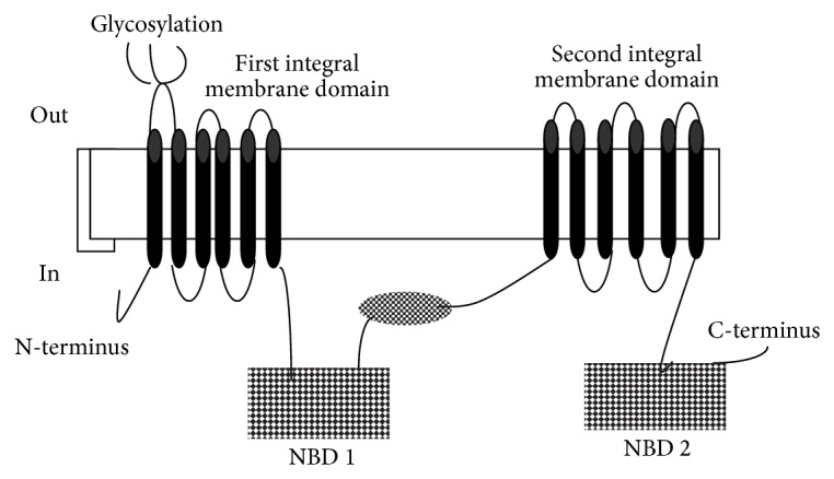 Role of Different Pfcrt and Pfmdr-1 Mutations in Conferring Resistance to Antimalaria Drugs in Plasmodium falciparum.