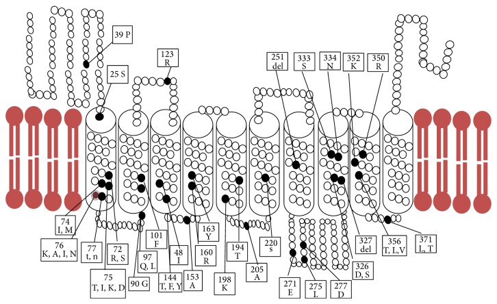 Role of Different Pfcrt and Pfmdr-1 Mutations in Conferring Resistance to Antimalaria Drugs in Plasmodium falciparum.