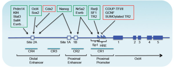 Role of Oct4 in the early embryo development