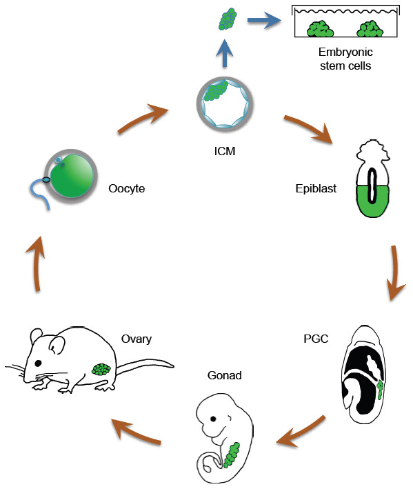 Role of Oct4 in the early embryo development