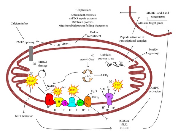 Mitochondrial stress signaling promotes cellular adaptations.