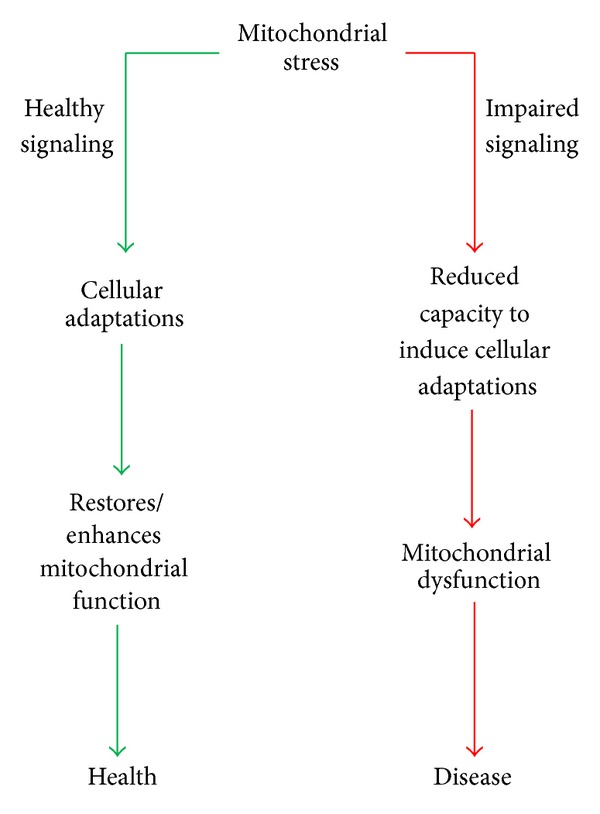 Mitochondrial stress signaling promotes cellular adaptations.