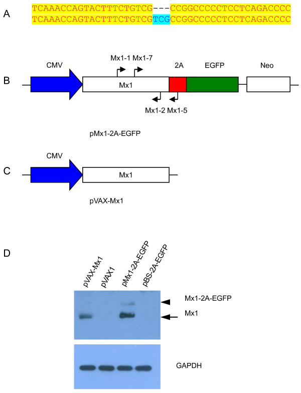 Production of transgenic pigs over-expressing the antiviral gene Mx1