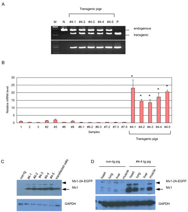 Production of transgenic pigs over-expressing the antiviral gene Mx1