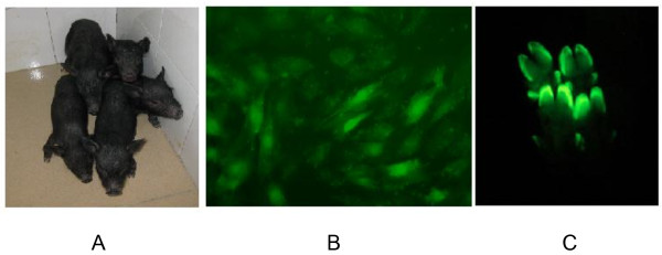 Production of transgenic pigs over-expressing the antiviral gene Mx1