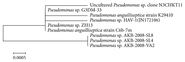 Biotransformation of Indigo Pigment by Indigenously Isolated Pseudomonas sp. HAV-1 and Assessment of Its Antioxidant Property.