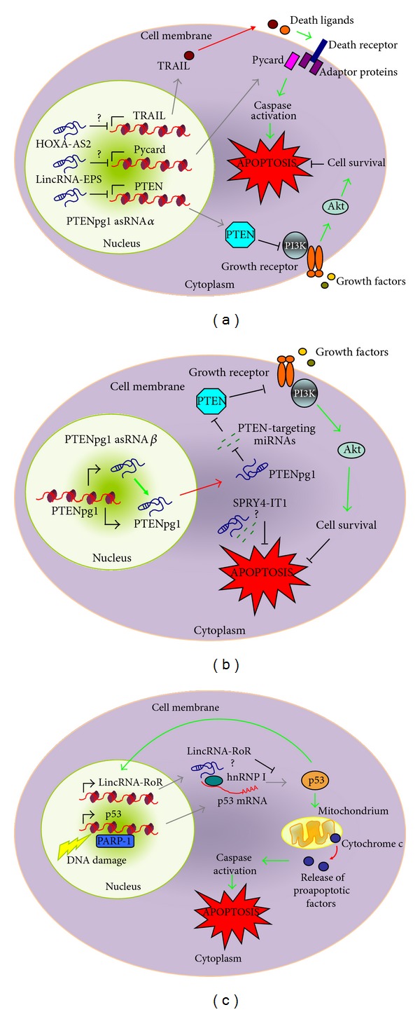 LncRNAs: New Players in Apoptosis Control.