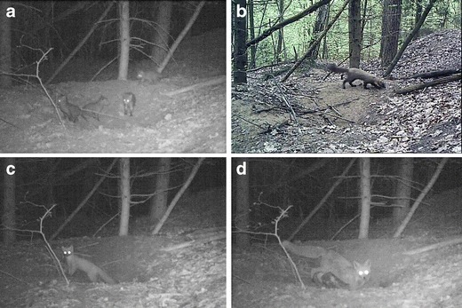 "Reversed" intraguild predation: red fox cubs killed by pine marten.