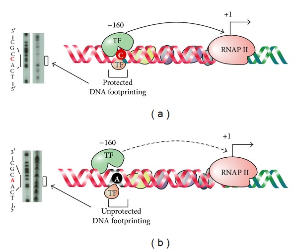 Regulatory Variants and Disease: The E-Cadherin -160C/A SNP as an Example.