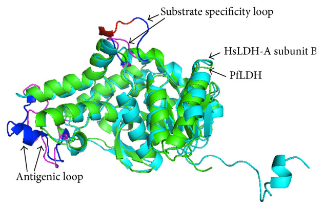 Exploiting unique structural and functional properties of malarial glycolytic enzymes for antimalarial drug development.